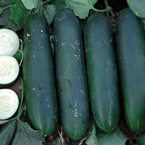 "Crispy Green" Cucumber Seeds for Planting, 25+ Seeds Per Packet, (Isla's Garden Seeds), Non GMO & Heirloom Seeds, Botanical Name: Cucumis sativus, Great Home Garden Gift