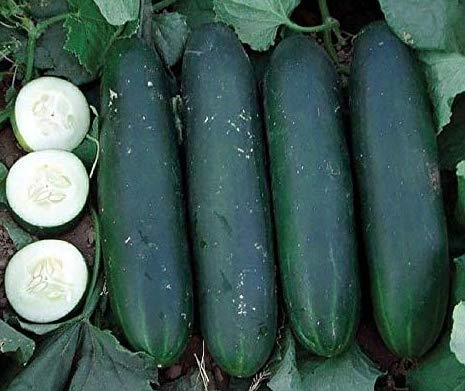 "Crispy Green" Cucumber Seeds for Planting, 25+ Seeds Per Packet, (Isla's Garden Seeds), Non GMO & Heirloom Seeds, Botanical Name: Cucumis sativus, Great Home Garden Gift