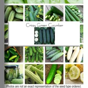 "Crispy Green" Cucumber Seeds for Planting, 25+ Seeds Per Packet, (Isla's Garden Seeds), Non GMO & Heirloom Seeds, Botanical Name: Cucumis sativus, Great Home Garden Gift