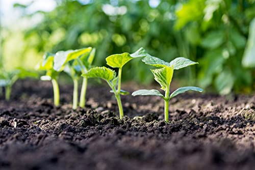 "Crispy Green" Cucumber Seeds for Planting, 25+ Seeds Per Packet, (Isla's Garden Seeds), Non GMO & Heirloom Seeds, Botanical Name: Cucumis sativus, Great Home Garden Gift