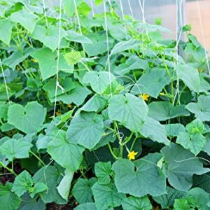 "Crispy Green" Cucumber Seeds for Planting, 25+ Seeds Per Packet, (Isla's Garden Seeds), Non GMO & Heirloom Seeds, Botanical Name: Cucumis sativus, Great Home Garden Gift