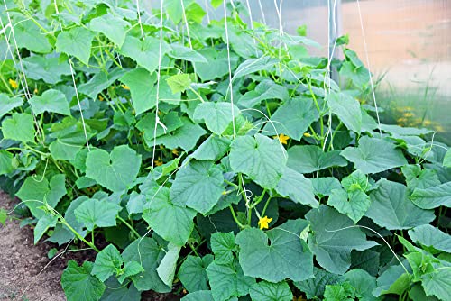 "Crispy Green" Cucumber Seeds for Planting, 25+ Seeds Per Packet, (Isla's Garden Seeds), Non GMO & Heirloom Seeds, Botanical Name: Cucumis sativus, Great Home Garden Gift