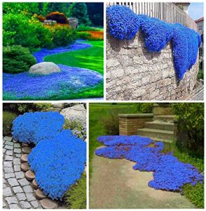 2000+ blue creeping thyme seeds for planting thymus serpyllum – heirloom ground cover plants easy to plant and grow – open pollinated (blue)