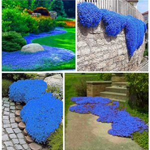 2000+ Blue Creeping Thyme Seeds for Planting Thymus Serpyllum - Heirloom Ground Cover Plants Easy to Plant and Grow - Open Pollinated (Blue)