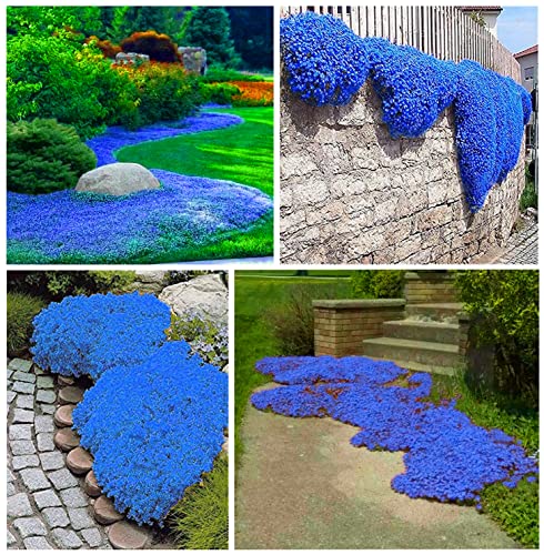 2000+ Blue Creeping Thyme Seeds for Planting Thymus Serpyllum - Heirloom Ground Cover Plants Easy to Plant and Grow - Open Pollinated (Blue)