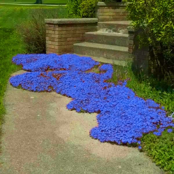 2000+ Blue Creeping Thyme Seeds for Planting Thymus Serpyllum - Heirloom Ground Cover Plants Easy to Plant and Grow - Open Pollinated (Blue)
