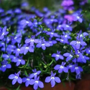 2000+ Blue Creeping Thyme Seeds for Planting Thymus Serpyllum - Heirloom Ground Cover Plants Easy to Plant and Grow - Open Pollinated (Blue)