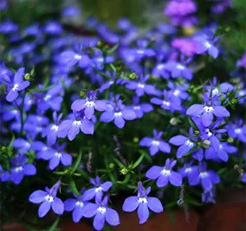 2000+ Blue Creeping Thyme Seeds for Planting Thymus Serpyllum - Heirloom Ground Cover Plants Easy to Plant and Grow - Open Pollinated (Blue)