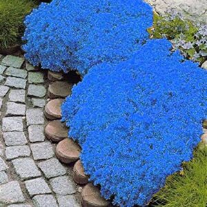 2000+ Blue Creeping Thyme Seeds for Planting Thymus Serpyllum - Heirloom Ground Cover Plants Easy to Plant and Grow - Open Pollinated (Blue)