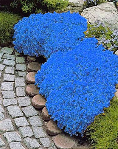 2000+ Blue Creeping Thyme Seeds for Planting Thymus Serpyllum - Heirloom Ground Cover Plants Easy to Plant and Grow - Open Pollinated (Blue)
