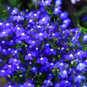 2000+ Blue Creeping Thyme Seeds for Planting Thymus Serpyllum - Heirloom Ground Cover Plants Easy to Plant and Grow - Open Pollinated (Blue)