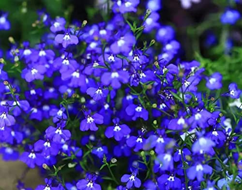 2000+ Blue Creeping Thyme Seeds for Planting Thymus Serpyllum - Heirloom Ground Cover Plants Easy to Plant and Grow - Open Pollinated (Blue)