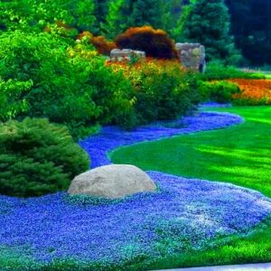 2000+ Blue Creeping Thyme Seeds for Planting Thymus Serpyllum - Heirloom Ground Cover Plants Easy to Plant and Grow - Open Pollinated (Blue)