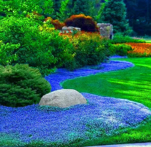 2000+ Blue Creeping Thyme Seeds for Planting Thymus Serpyllum - Heirloom Ground Cover Plants Easy to Plant and Grow - Open Pollinated (Blue)