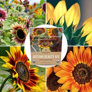 Sweet Yards Seed Co. Autumn Beauty Sunflower Seeds – Extra Large Packet – Over 1,400 Open Pollinated Non-GMO Wildflower Seeds – Helianthus annus – Beautiful Shades of Gold, Bronze, Yellow, and Purple