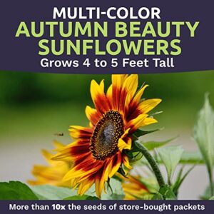 Sweet Yards Seed Co. Autumn Beauty Sunflower Seeds – Extra Large Packet – Over 1,400 Open Pollinated Non-GMO Wildflower Seeds – Helianthus annus – Beautiful Shades of Gold, Bronze, Yellow, and Purple