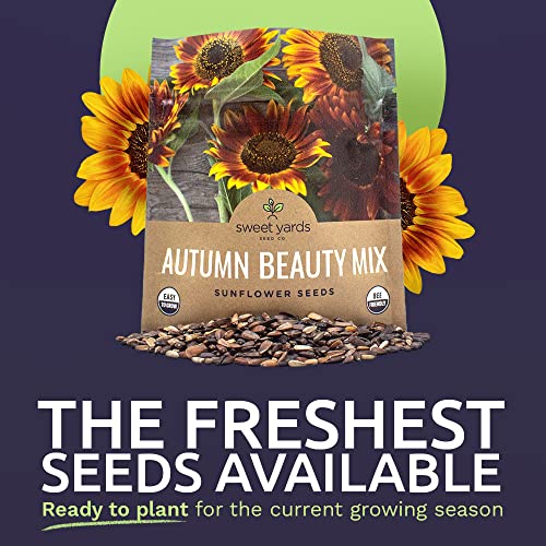 Sweet Yards Seed Co. Autumn Beauty Sunflower Seeds – Extra Large Packet – Over 1,400 Open Pollinated Non-GMO Wildflower Seeds – Helianthus annus – Beautiful Shades of Gold, Bronze, Yellow, and Purple