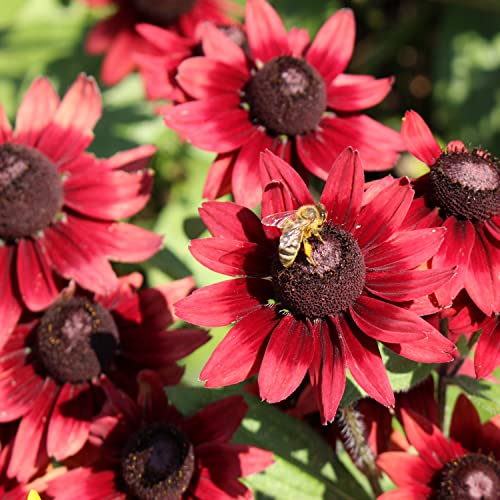 Outsidepride Annual Rudbeckia Hirta Cherry Brandy Garden Flowers - 25 Seeds