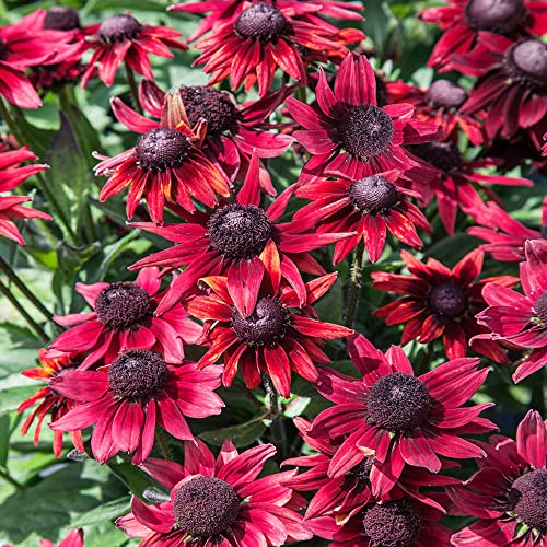 Outsidepride Annual Rudbeckia Hirta Cherry Brandy Garden Flowers - 25 Seeds