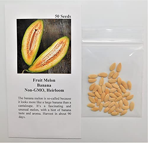 David's Garden Seeds Fruit Melon Banana 8899 (Orange) 50 Non-GMO, Heirloom Seeds