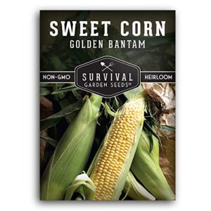 Golden Bantam Sweet Corn Seed for Planting - 1 Pack with Instructions for Growing - Grow Yellow Corn Outdoors in The Vegetable Garden - Untreated Non-GMO Heirloom Sweetcorn - Survival Garden Seeds
