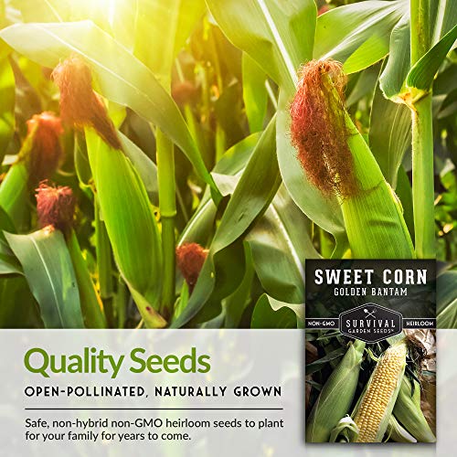 Golden Bantam Sweet Corn Seed for Planting - 1 Pack with Instructions for Growing - Grow Yellow Corn Outdoors in The Vegetable Garden - Untreated Non-GMO Heirloom Sweetcorn - Survival Garden Seeds