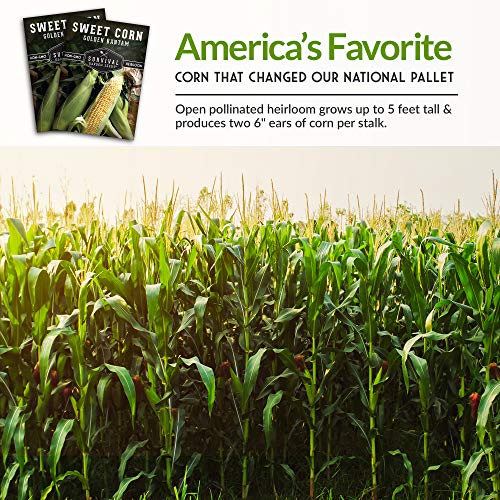 Golden Bantam Sweet Corn Seed for Planting - 1 Pack with Instructions for Growing - Grow Yellow Corn Outdoors in The Vegetable Garden - Untreated Non-GMO Heirloom Sweetcorn - Survival Garden Seeds