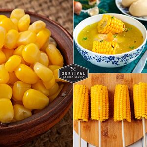 Golden Bantam Sweet Corn Seed for Planting - 1 Pack with Instructions for Growing - Grow Yellow Corn Outdoors in The Vegetable Garden - Untreated Non-GMO Heirloom Sweetcorn - Survival Garden Seeds