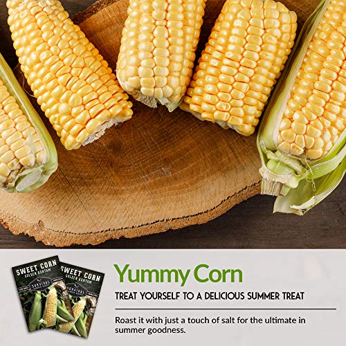 Golden Bantam Sweet Corn Seed for Planting - 1 Pack with Instructions for Growing - Grow Yellow Corn Outdoors in The Vegetable Garden - Untreated Non-GMO Heirloom Sweetcorn - Survival Garden Seeds