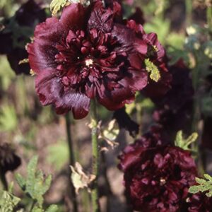outsidepride perennial alcea rosea chaters double maroon hollyhock garden flower climbing vine plants – 100 seeds