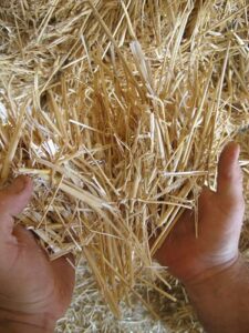 premium 100% natural wheat straw grass harvested 2022, farmer direct- excellent animal bedding, garden cover, mulch and farm wheat straw 5lbs. straw shipped