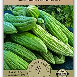 Gaea's Blessing Seeds - Bitter Melon Seeds - Bitter Gourd Heirloom Non-GMO Bittermelon Seeds with Easy to Follow Planting Instructions - 92% Germination Rate (Pack of 1)