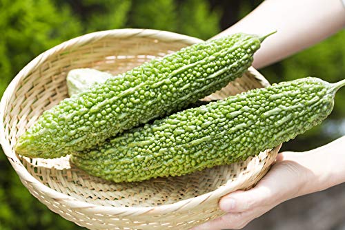 Gaea's Blessing Seeds - Bitter Melon Seeds - Bitter Gourd Heirloom Non-GMO Bittermelon Seeds with Easy to Follow Planting Instructions - 92% Germination Rate (Pack of 1)