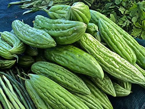 Gaea's Blessing Seeds - Bitter Melon Seeds - Bitter Gourd Heirloom Non-GMO Bittermelon Seeds with Easy to Follow Planting Instructions - 92% Germination Rate (Pack of 1)