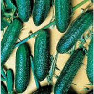cool breeze cucumbers seeds (20+ seeds) | non gmo | vegetable fruit herb flower seeds for planting | home garden greenhouse pack