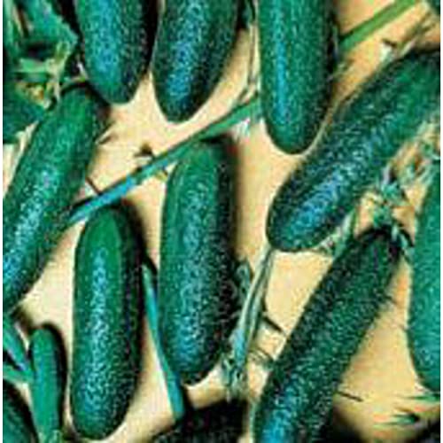 Cool Breeze Cucumbers Seeds (20+ Seeds) | Non GMO | Vegetable Fruit Herb Flower Seeds for Planting | Home Garden Greenhouse Pack