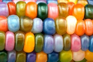 glass gem indian corn seeds for planting – 25+ seeds – vibrant translucent kernels – grown in iowa – a must have!