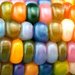 Glass Gem Indian Corn Seeds for Planting - 25+ Seeds - Vibrant Translucent Kernels - Grown in Iowa - A Must Have!