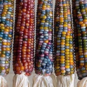 Glass Gem Indian Corn Seeds for Planting - 25+ Seeds - Vibrant Translucent Kernels - Grown in Iowa - A Must Have!