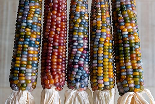 Glass Gem Indian Corn Seeds for Planting - 25+ Seeds - Vibrant Translucent Kernels - Grown in Iowa - A Must Have!