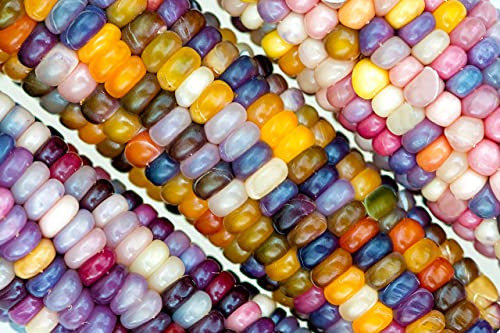 Glass Gem Indian Corn Seeds for Planting - 25+ Seeds - Vibrant Translucent Kernels - Grown in Iowa - A Must Have!