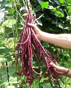red yardlong bean seeds asparagus noodle yard long pole variety bin66 (40 seeds, or 1/4 oz)