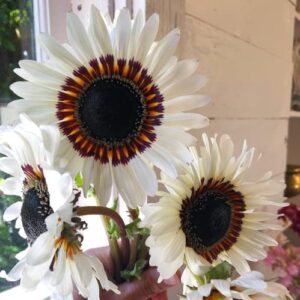 CHUXAY GARDEN 50 Seeds White Zulu Prince African Daisy Seed,Venidium Fastuosum,Cape Daisy,Monarch of The Veld Beauty White Flowers Heat Tolerant Easy Care