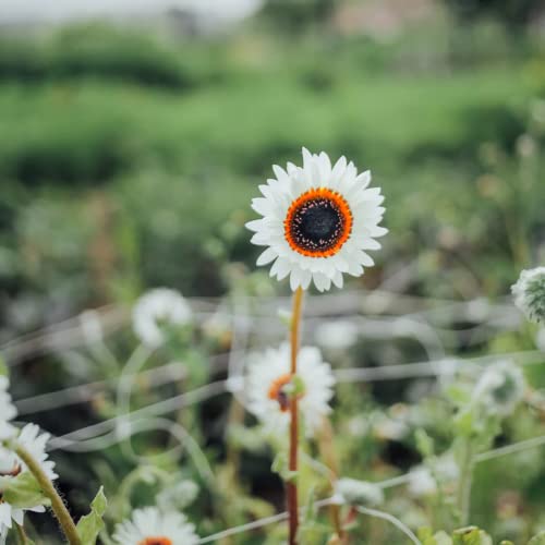 CHUXAY GARDEN 50 Seeds White Zulu Prince African Daisy Seed,Venidium Fastuosum,Cape Daisy,Monarch of The Veld Beauty White Flowers Heat Tolerant Easy Care