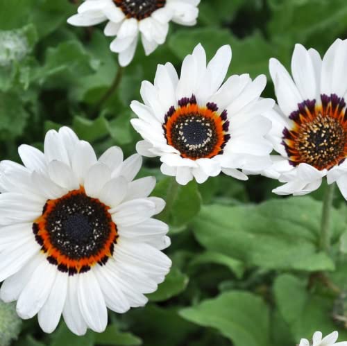 CHUXAY GARDEN 50 Seeds White Zulu Prince African Daisy Seed,Venidium Fastuosum,Cape Daisy,Monarch of The Veld Beauty White Flowers Heat Tolerant Easy Care