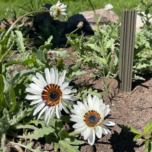 CHUXAY GARDEN 50 Seeds White Zulu Prince African Daisy Seed,Venidium Fastuosum,Cape Daisy,Monarch of The Veld Beauty White Flowers Heat Tolerant Easy Care