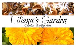 flower seeds – calendula – bon bon yellow – annual – saffron replacement – liliana’s garden