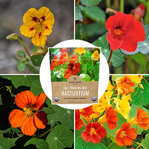 Sweet Yards Seed Co. Nasturtium Seeds – Mixed Colors – Extra Large Packet – Over 200 Open Pollinated Non-GMO Flower Seeds – Tropaeolum majus