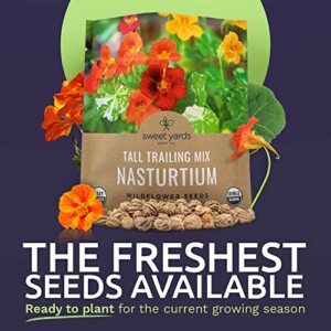 Sweet Yards Seed Co. Nasturtium Seeds – Mixed Colors – Extra Large Packet – Over 200 Open Pollinated Non-GMO Flower Seeds – Tropaeolum majus