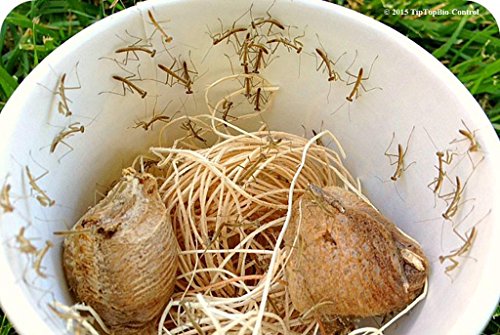 Praying Mantis Egg Case with Hatching Habitat Cup - 2 Praying Mantids Egg Cases & 1,500 Live Ladybugs